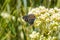 Butterfly on Sulphurflower buckwheat flowers Eriogonum umbellatum, Yellowstone National Park