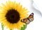 Butterfly on the sunflower