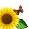 Butterfly on the sunflower