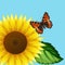 Butterfly on the sunflower