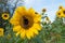 Butterfly on a sunflower