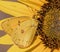 A Butterfly On A Sunflower In The Outdoors