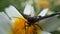 Butterfly on sunflower with selected focus ,