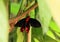Butterfly swallowtail atrophaneura semperi