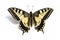 Butterfly Swallowtail (Papilio machaon)