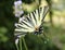 Butterfly,swallowtail with yellow wing and black stripes