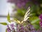 Butterfly swallowtails Podalirius Iphiclides podalirius sits on a lilac blossom Syringa