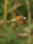 Butterfly on swinging grass