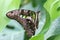 Butterfly - Tailed Jay (Graphium agamemnon)