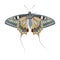 Butterfly with tails isolated on a white background.