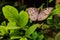 A butterfly take place on leaf free stock photo