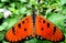 Butterfly - Tawny Costas Acraea violae