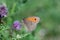 Butterfly On A Thistle