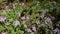 Butterfly on thyme flowers