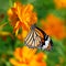 Butterfly Tiger or Danaus genutia with orange flower background