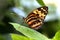 Butterfly Tiger Mimic Lycorea halia cleobaea tropical milkweed butterfly