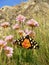 Butterfly tiger moth (arctia caja), sitting on a primrose flower
