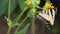 Butterfly, Tiger Swallowtail, with Silphium perfoliatum flower Cup Plant