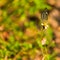 Butterfly on TIny Daisy