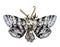 Butterfly top view with open wings top view and scenery of white flowers