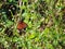 Butterfly - Tram Road Trail to Shark Valley Observation Tower in Everglades National Park in Florida