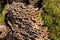 Butterfly tramete and moss on a tree trunk, also known as Trametes versicolor, Coriolus versicolor, Polyporus versicolor or