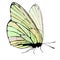 Butterfly transparent wings green