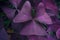 Butterfly triangle leaf natural background, Oxalis purpurea tree common called shamrocks plant, Gardening and plant for hobby