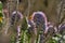 a butterfly tries to hide behind an Echium candicans, the Pride of Madeira