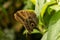 Butterfly in a tropical house in Mainau in Germany