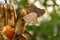 Butterfly in a tropical house in Mainau in Germany