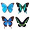 Butterfly tropical set: Morpho menelaus; Papilio blumei; Papilio ulysses; Trogonoptera brooklana