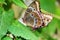 Butterfly: Two Morphos Mating