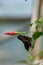 Butterfly under a red bud