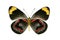 Butterfly underside of Black Jezebel