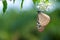 A butterfly upside down hanging and drinking flower nectar