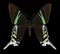 Butterfly Urania leilus