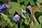 The butterfly Urbanus proteus perched on the flower in the garden