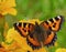 Butterfly urticaria bright colorful very attracts attention