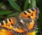 Butterfly urticaria looks very elegant and beautiful