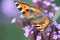 Butterfly urticaria sits on flower heliotrope