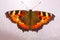 Butterfly urticaria on a white background.