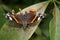 Butterfly Vanessa Atalanta Admiral