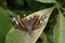 Butterfly Vanessa Atalanta Admiral