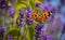 Butterfly (Vanessa cardui) on a lavender flower