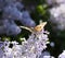 Butterfly Vanessa cardui on lilac flowers. Pollination blooming