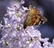 Butterfly Vanessa cardui on lilac flowers. Pollination blooming