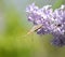 Butterfly Vanessa cardui on lilac flowers. Pollination blooming