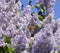 Butterfly Vanessa cardui on lilac flowers. Pollination blooming