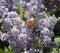 Butterfly Vanessa cardui on lilac flowers. Pollination blooming